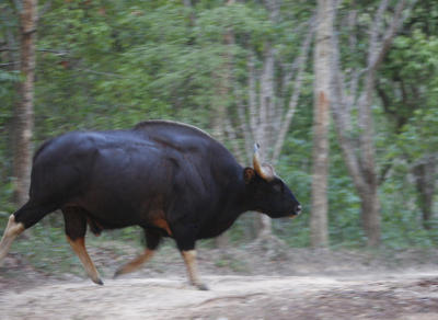 Braving the bull run