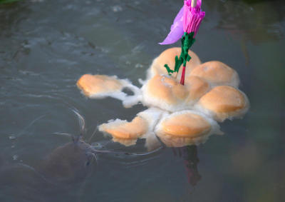 Loy Krathong takes a more tempered tone