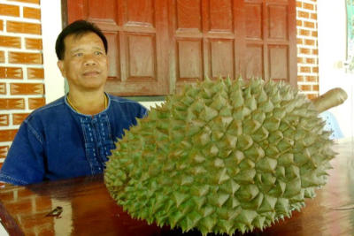 ตามพิสูจน์ “ทุเรียนยักษ์จระเข้” อายุ 220 ปี ของดีศรีสัชนาลัย อยากกินต้องสั่งจองข้ามปี