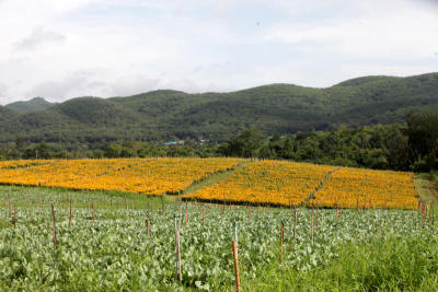 Floral tribute to late King