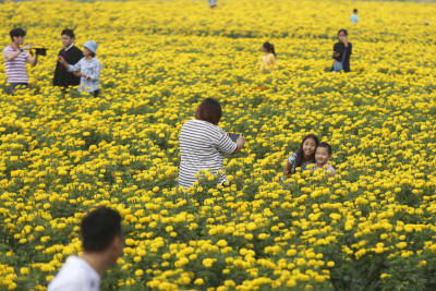 ประชาชนมาถ่ายรูปกับแปลงดอกดาวเรือง