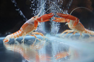 การประกวดกุ้งสวยงามสาย P แฟนซี ครั้งที่ 1