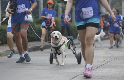 Run for Wheels