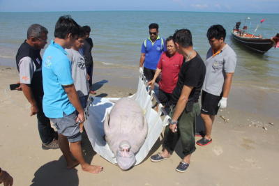 ชาวประมงพื้นบ้าน ต.พุมเรียง อ.ไชยา จ.สุราษฎร์ธานี นำพะยูนเพศผู้ อายุประมาณ 30 ปี ความยาว 2.10 เมตร น้ำหนักประมาณ 300 กิโลกรัม ที่พบเสียชีวิตลอยอยู่กลางทะเลบริเวณหน้าอ่าวพุมเรียง อ.ไชยา กลับขึ้นฝั่งหาดแหลมทราย หมู่ 5 ต.พุมเรียง อ.ไชยา เพื่อให้นายสัตวแพทย์ศูนย์วิจัยและพัฒนา ทรัพยากรทางทะเลและชายฝั่งอ่าวไทยตอนกลาง จ.ชุมพร