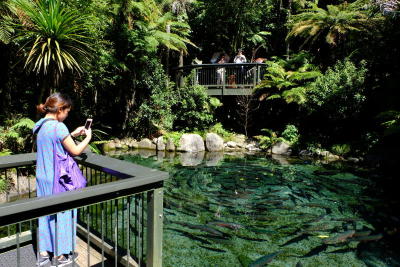 Rotorua NZ