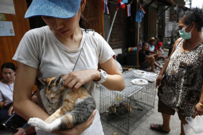 Cats for grabs
