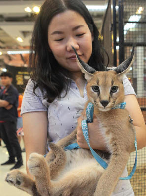 Feline friendly