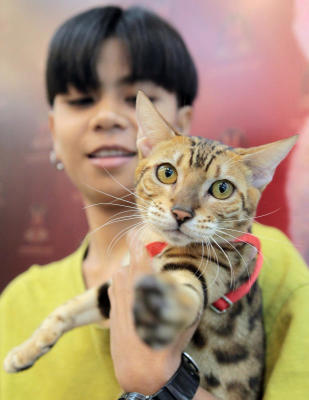 งาน 1st Thailand Bengal Cat show 2018