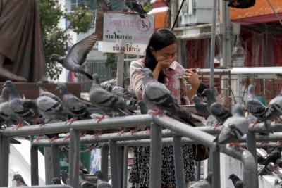 ประชาชนและนักท่องเที่ยวขณะเดินเอามือปิดจมูกผ่านฝูงนกพิราบ