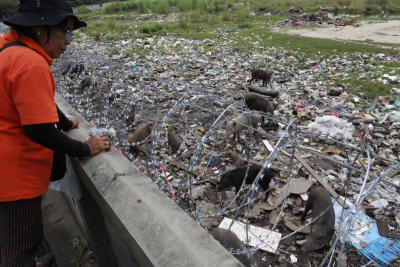 หมูป่าจำนวนหลายสิบตัว