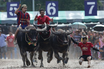 ประเพณีวิ่งควายจังหวัดชลบุรี ประจำปี 2561