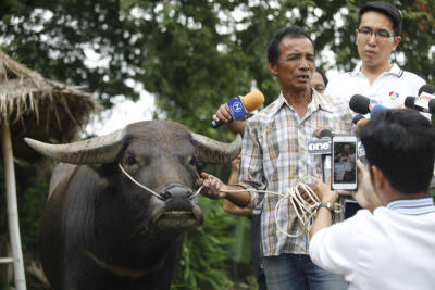 ควายยิ้ม หรือ“เจ้าทองคำ”