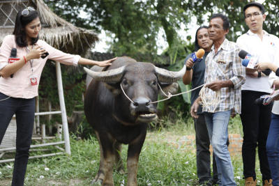 ควายยิ้ม หรือ“เจ้าทองคำ”