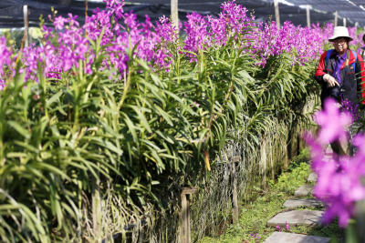 Ali Auction takes up Thai orchids
