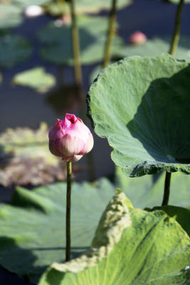 คลองมหาสวัสดิ์ จ.นครปฐม