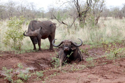 On safari in northern Kenya