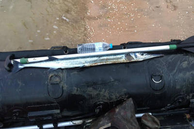 Fish with sword-like beak kills sergeant in freak attack