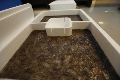Customs dept seizes eels valued at B40m