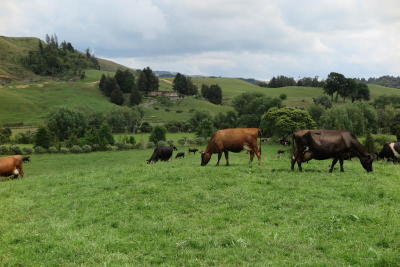 The grass is greener