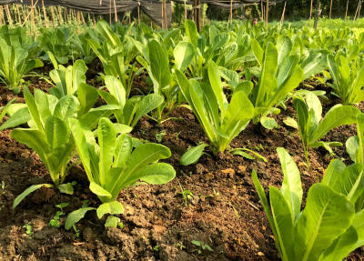 Organic Farm of Sampran Riverside Hotel