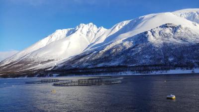Salmon Farm