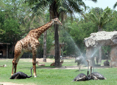 เยี่ยมชมสวนสัตว์เปิด