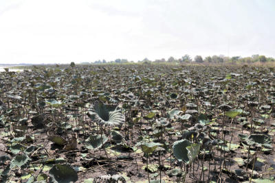 Fish suffer as swamp levels decline