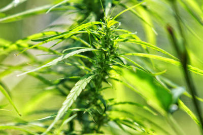 Thai cannabis market worth B21bn by 2024