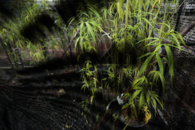 THE ABHAIPHUBEJHR CANNABIS MODEL