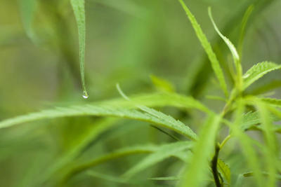 THE ABHAIPHUBEJHR CANNABIS MODEL