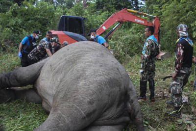 Elephant found shot dead with its tusks removed in South
