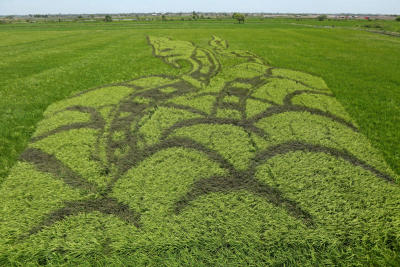 ส.ป.ก. จัดกิจกรรมเฉลิมพระเกียรติ ศิลปะบนนาข้าว (Rice of Art) เนื่องในโอกาสมหามงคลพระราชพิธีบรมราชาภิเษก