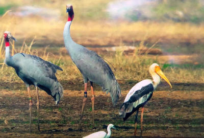 Thai cranes make comeback