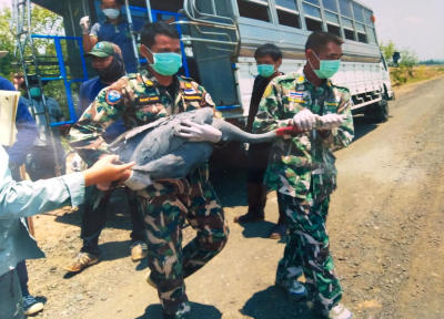Thai cranes make comeback