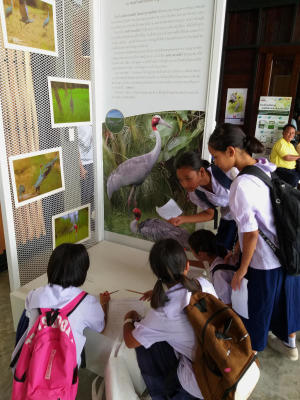 Thai cranes make comeback