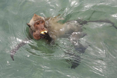 Primal feeding instinct