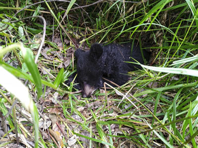 Asian black bear found dead after attacking man