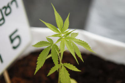 Safely stopping the pain