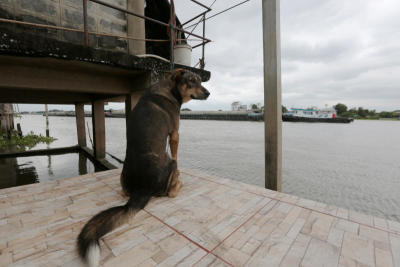 หมาตกเรือ นั่งรอเจ้าของที่ท่าน้ำทุกวันเลย