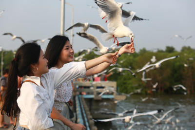 นกนางนวล