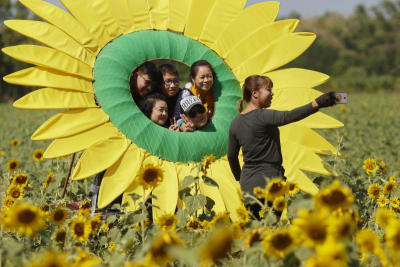 ทุ่งทานตะวัน ลพบุรี