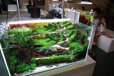 Thailand Aquascaping Art Fair (TAAF) 2025