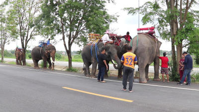 Jobless Pattaya elephants begin 500km walk home