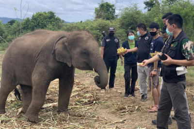 Dept seizes elephant from camp