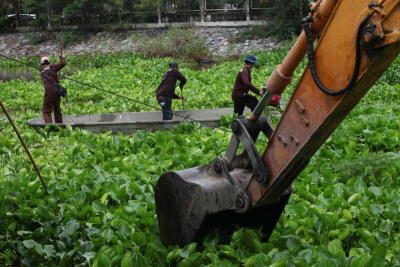 Hauling hyacinth