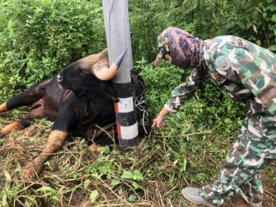 กระทิงเขาใหญ่ออกมาหากินริมถนนข้างเสาไฟฟ้าถูกไฟฟ้าช๊อตตายคาที่