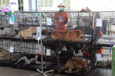 แก้ปัญหาสุนัขจรจัด