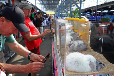 ตลาดนัดจตุจักรโซนสัตว์เลี้ยง