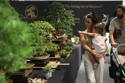 Bonsai bonanza