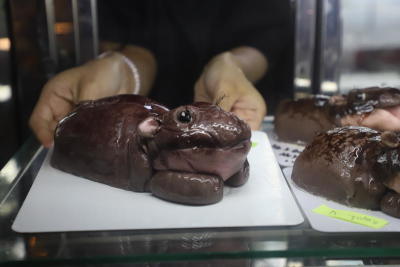 Baby hippo cake